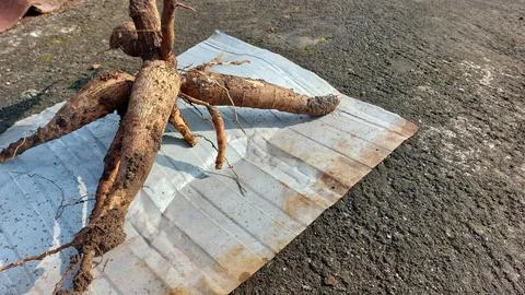 Cassava Stock-Fotos