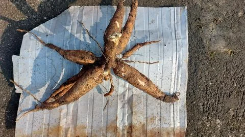 Cassava Stock Photos