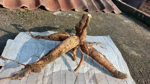 Cassava Stock Photos