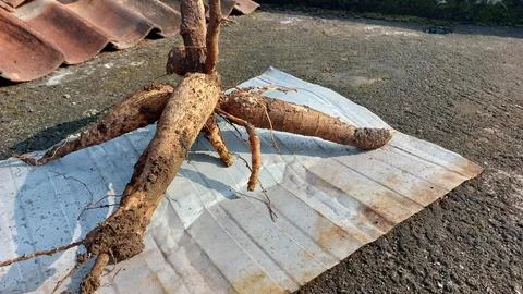 Cassava Stock Photos
