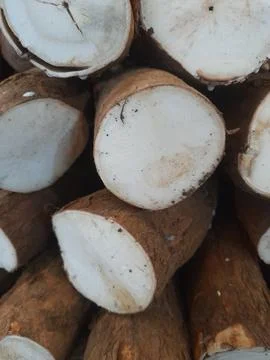 Cassava Foto stock