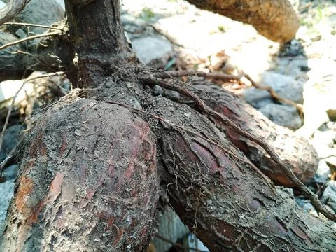 Cassava Foto stock