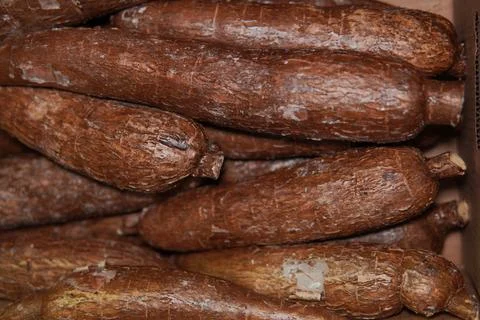 Cassava 스톡 사진