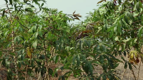 CASSAVA PLANT Stock Footage 306694657
