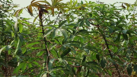CASSAVA PLANT Stock Footage 306694670