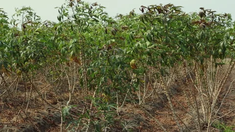 CASSAVA PLANT Stock Footage 306694674