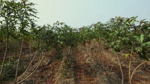 CASSAVA PLANT Stock Footage 306694675