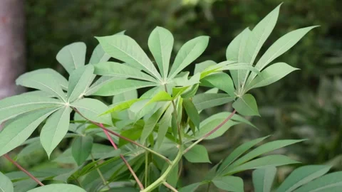 Cassava plant Stock Footage 326324711