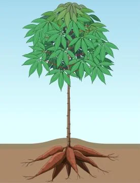Cassava plant Stock Illustration
