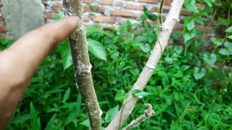 Cassava plant pests Stock Footage 270248767