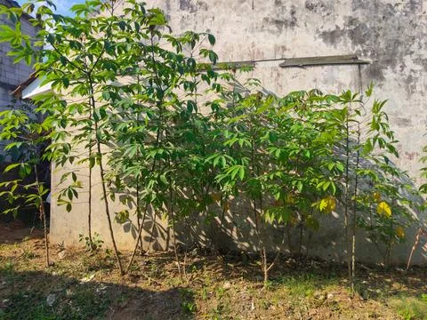 Cassava plantation Stock Photos