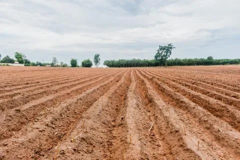 Cassava planting area or cassava farm field Stock Photos