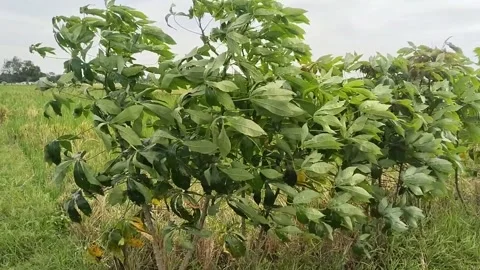Cassava plants affected by gusts of wind Stock Footage 326576252