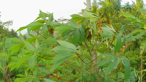 Cassava plants Video stock 242528797