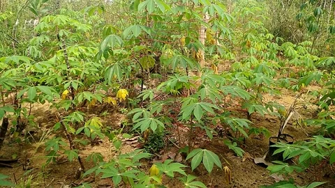 Cassava plants Stock Footage 243324953