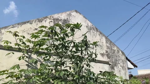 Cassava plants Stock Footage 339530397