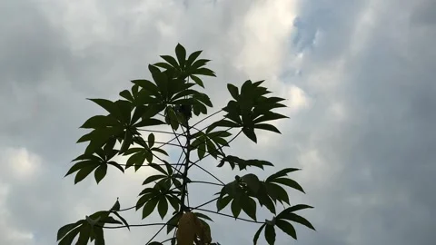 Cassava plants Stock Footage 340757190