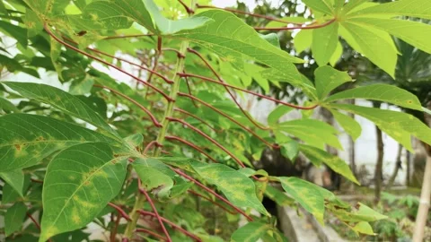 Cassava plants in the garden Stock Footage 156076182