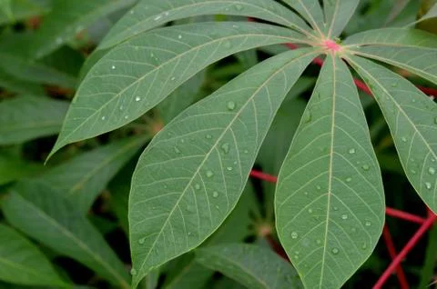 Cassava plants Stock Photos