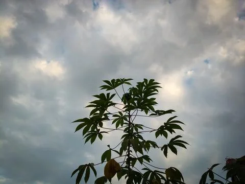 Cassava plants 库存照片