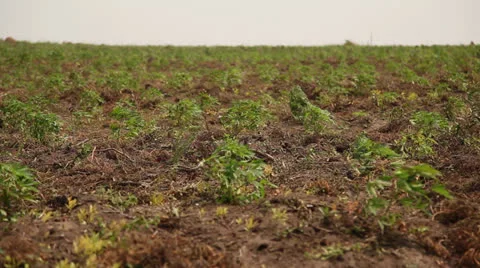 Cassava plants rack focus Vídeo Stock 25507790