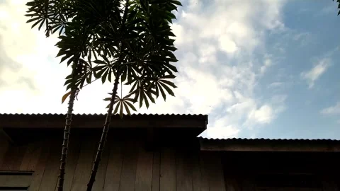 Cassava plants silhouette under a cloudy sky Stock Footage 339303030