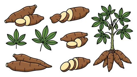 Cassava Root Illustration Set with Sliced Tubers Leaves and Plant Stock Illustration