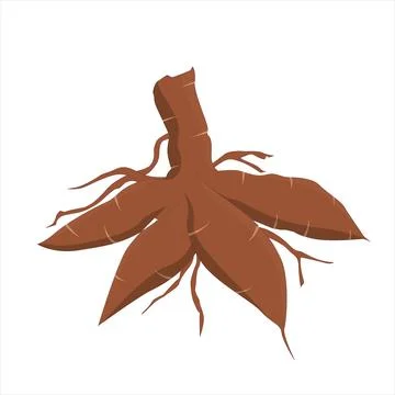 Cassava root vector illustration Stock Illustration