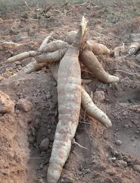 Cassava roots Stock Photos