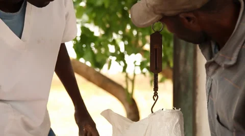 Cassava scale tight Vídeos de archivo 37022806