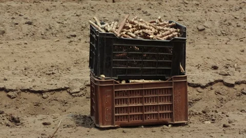 CASSAVA SEED Stock Footage 306694649