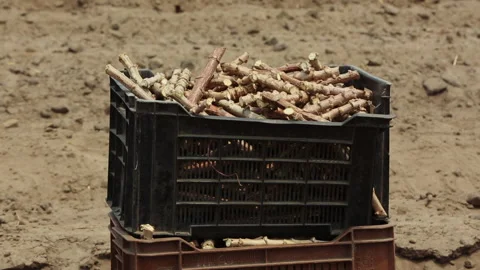 CASSAVA SEED Stock Footage 306694651