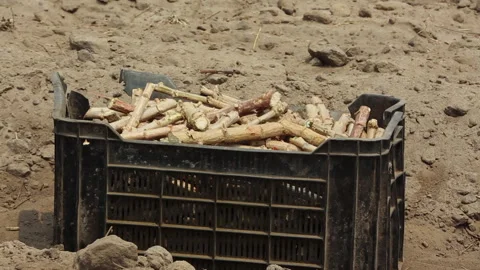 CASSAVA SEED Stock Footage 306694672