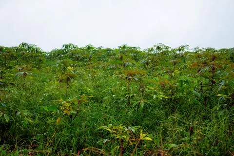 Cassava with sky. Stock Photos
