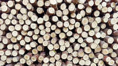 Cassava Stem Cuttings Arranged in Pattern, Manioc Plant Branch Cross Section Bac Stock Photos