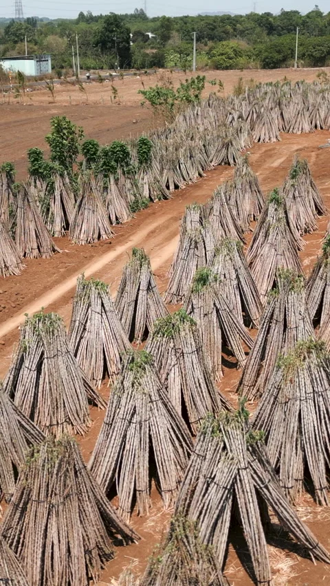 Cassava tree branches cut and tied with rope in a large plantation in Cassava Stock Footage 279686458