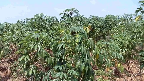 Cassava tree on the cassava field, its Manihot esculenta, manioc or yucca Stock Footage 120108607