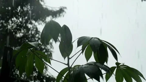 Cassava Tree Caught On Heavy Rain Stock Footage 217373526