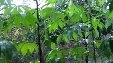 Cassava Tree Caught On Heavy Rain Part 2 Stock Footage 217373621