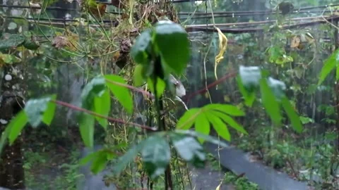 Cassava Tree Caught On Heavy Rain Part 3 Stock Footage 217373720