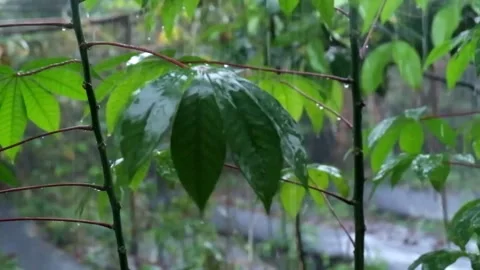 Cassava Tree Caught On Heavy Rain Part 4  Stock Footage 217373729