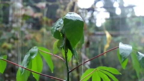 Cassava Tree Caught On Heavy Rain Part 5 Stock Footage 217373780