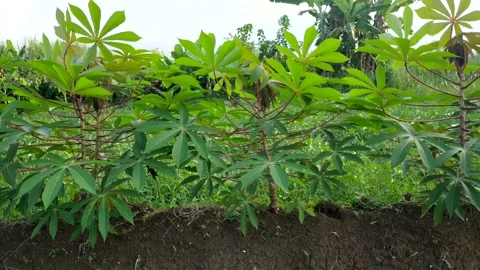 Cassava tree in the field Stock Footage 212869752