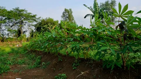 Cassava tree in the field Stock Footage 212870028