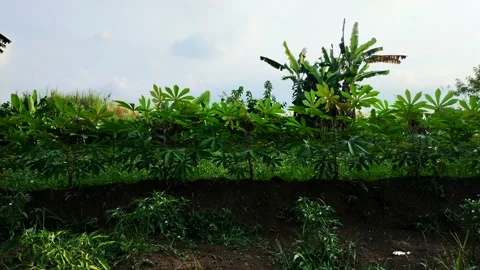 Cassava tree in the field Stock Footage 212873069