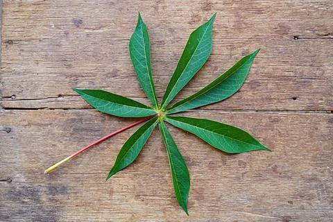 Cassava tree leaves on a background of old wood pieces. Edible tubers and leaves Stock-Fotos