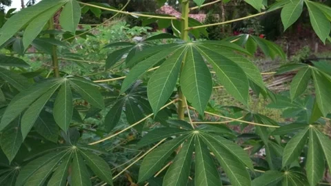 Cassava tree leaves Video stock 195880299