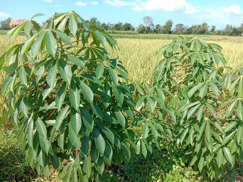 Cassava tree leaves Stock Photos
