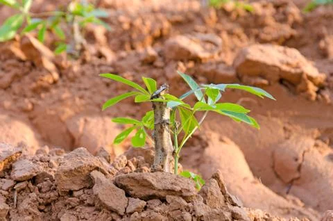 Cassava tree. Stock Photos