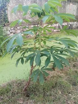 Cassava tree Stock Photos